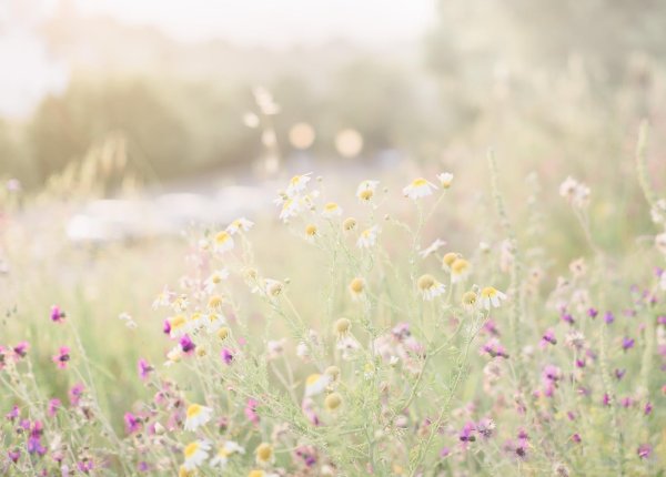 природа в пастельных тонах