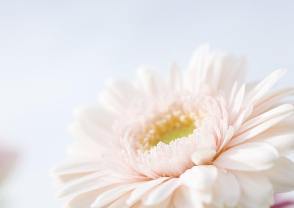 гербера белая