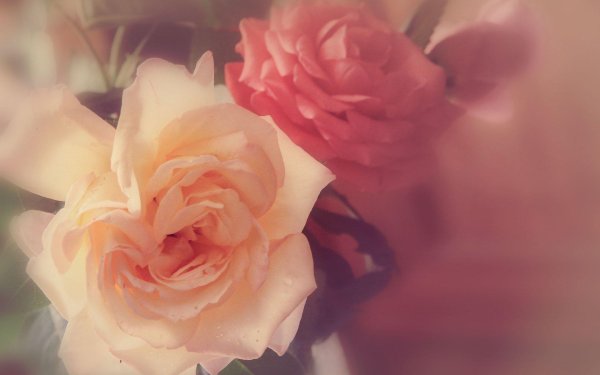 розы персикового цвета