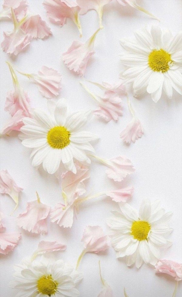 ромашка цветки