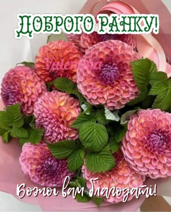 jowey winnie георгин