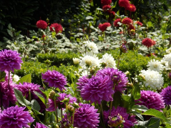 георгина однолетняя