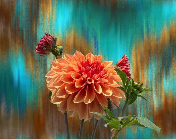 георгин оранжевый