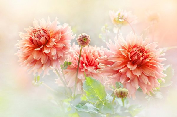 нежные яркие цветы