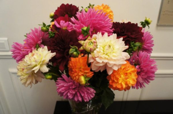 астра хризантема георгин