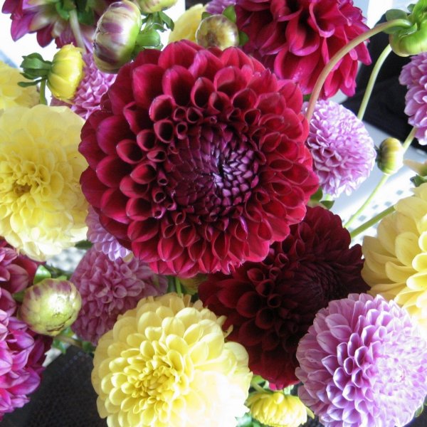 георгина помпонная