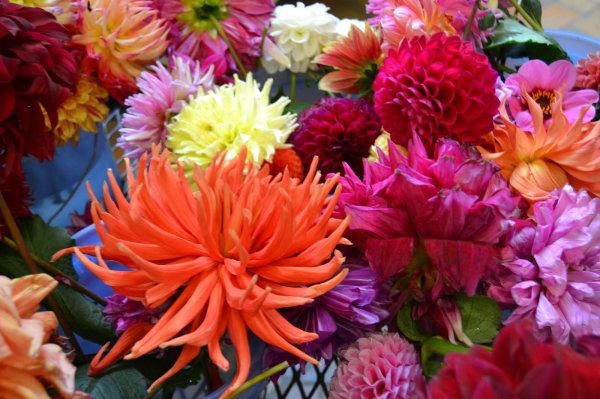 астра хризантема георгин