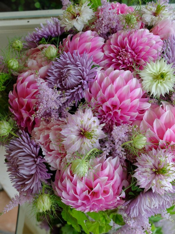 астра хризантема георгин