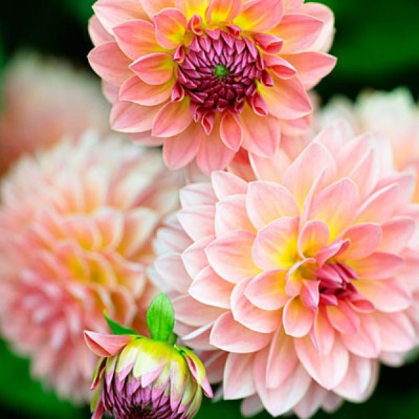 георгина сорта