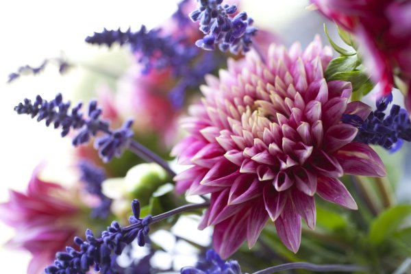 красивые осенние цветы