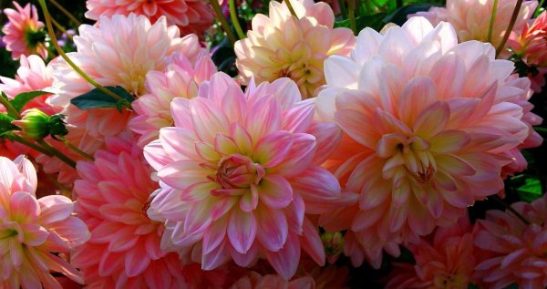 георгины берлинер оранж