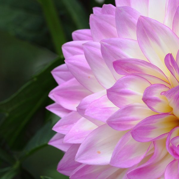 георгина сорта