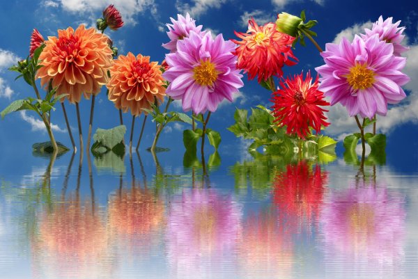 доброе утро с георгинами