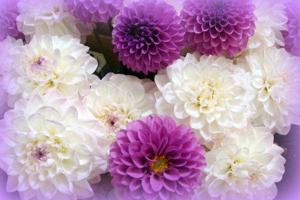 георгина цветок