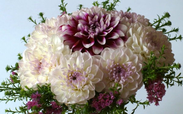 хризантема георгиновидная