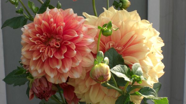 пионовидные георгины