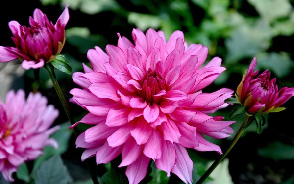 георгина пурпл экспложион