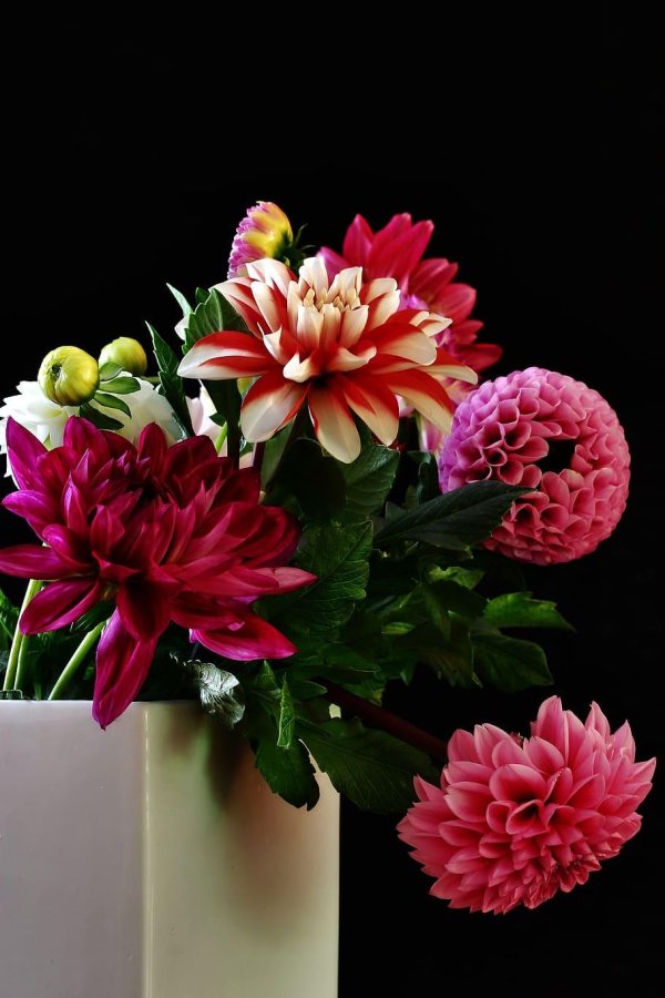 астра хризантема георгин