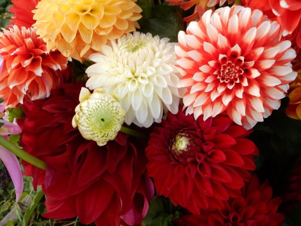 доброе утро с георгинами