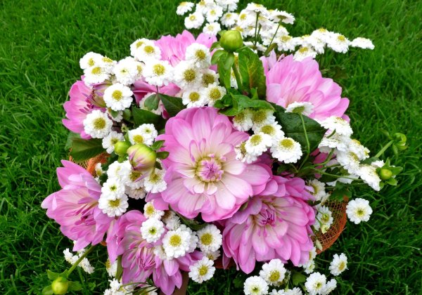 цветок космеи