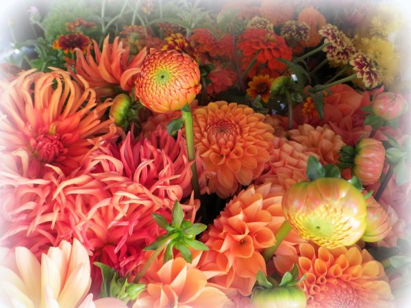 самые красивые осенние цветы