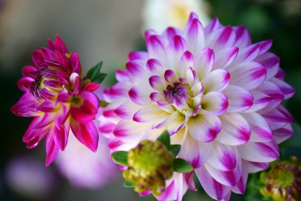 георгин айкон