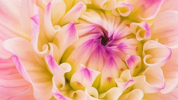 розовые георгины