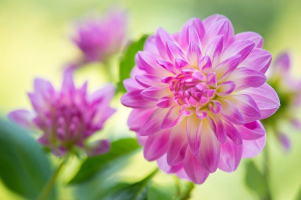 георгина сорта