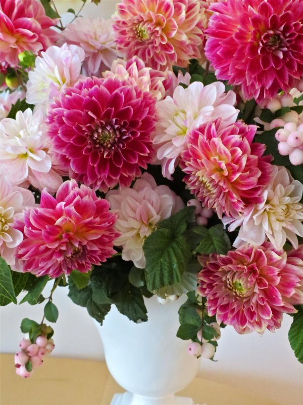 астра хризантема георгин