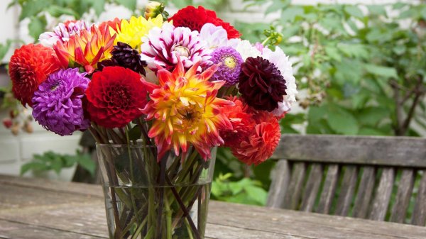 астра хризантема георгин