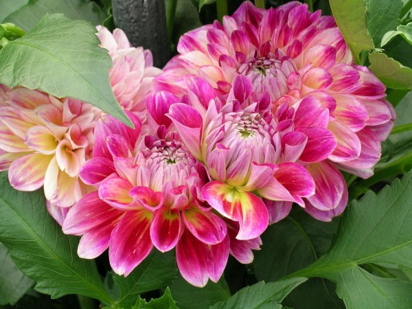 георгина троопер дэн