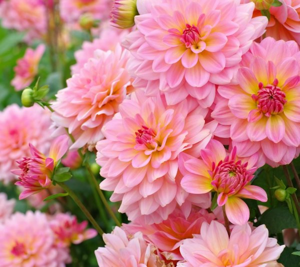 георгина сорта