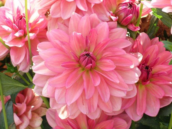 георгина arbatax