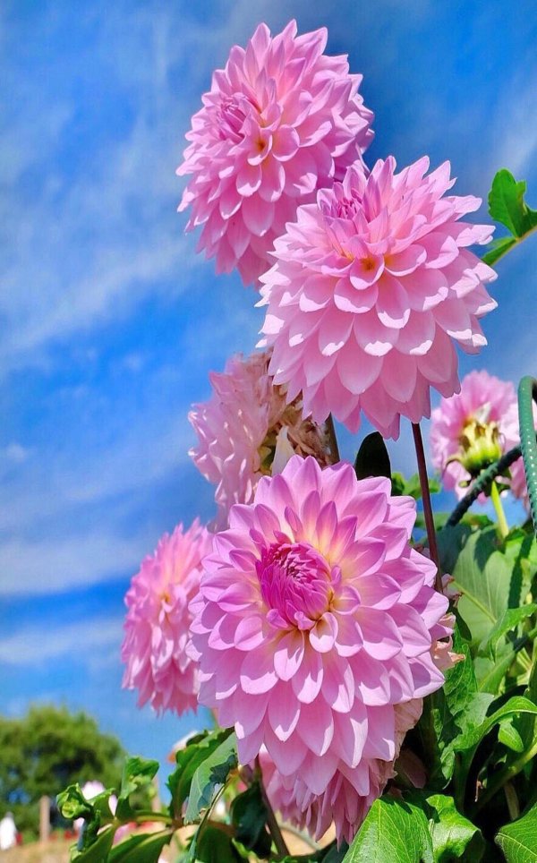 георгина астр