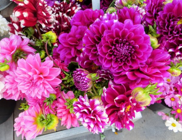 астра хризантема георгин