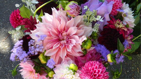 астра хризантема георгин