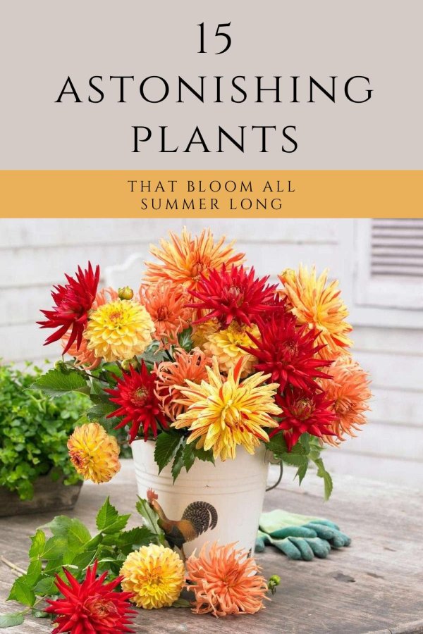 георгина однолетняя