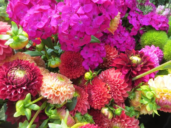 красивые осенние цветы