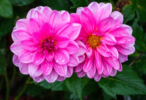 георгина розовая