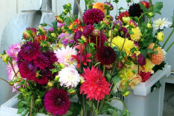 георгины цветы