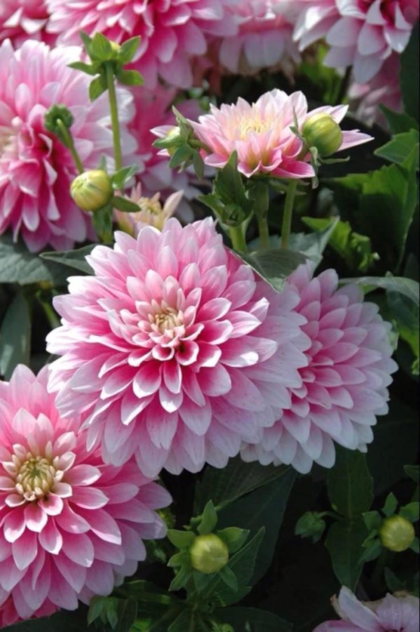 dahlia flower