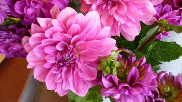 пионовидные георгины