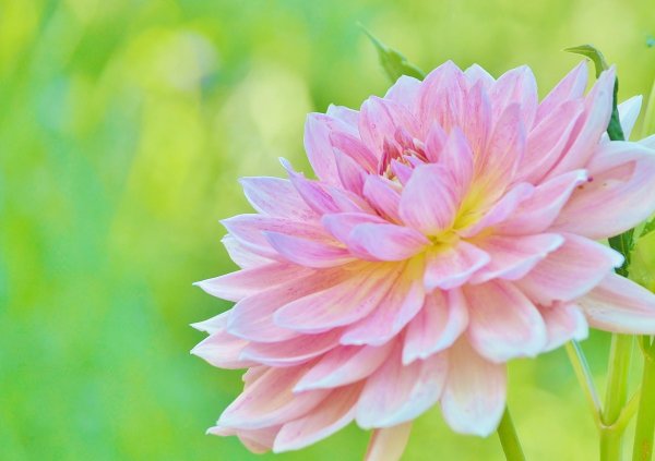 георгина анвинс