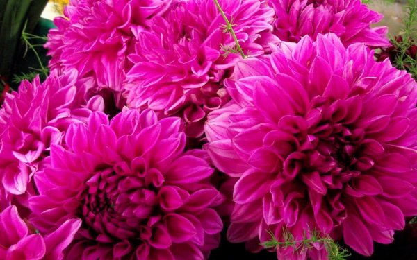 георгина махровая