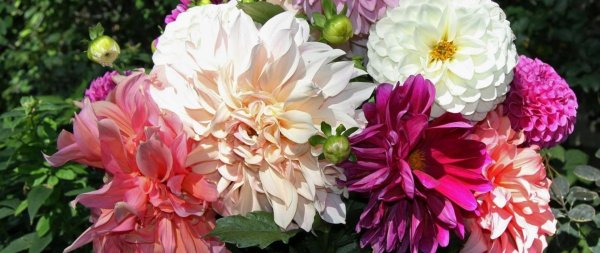 хризантема астра георгин пион