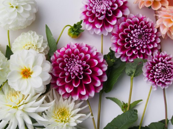 георгины dahlia