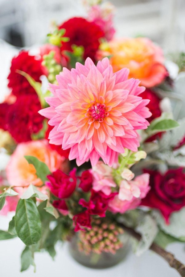 пионовидные георгины