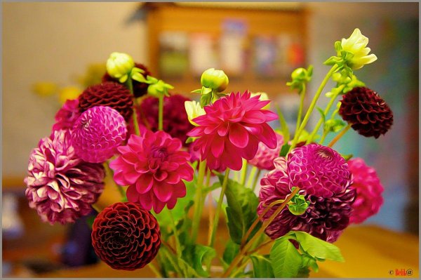 цветок георгин