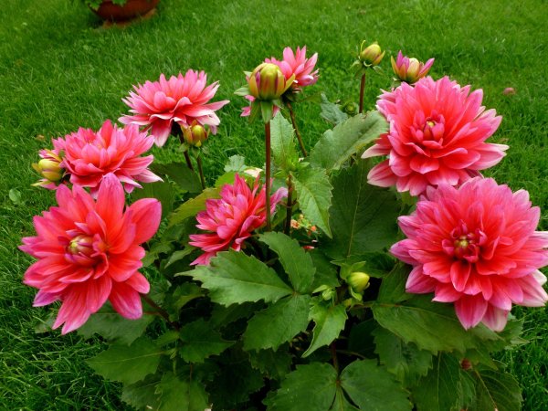 георгина колор лайф