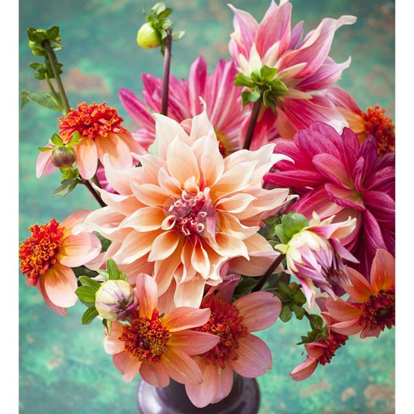 георгин брекен сара